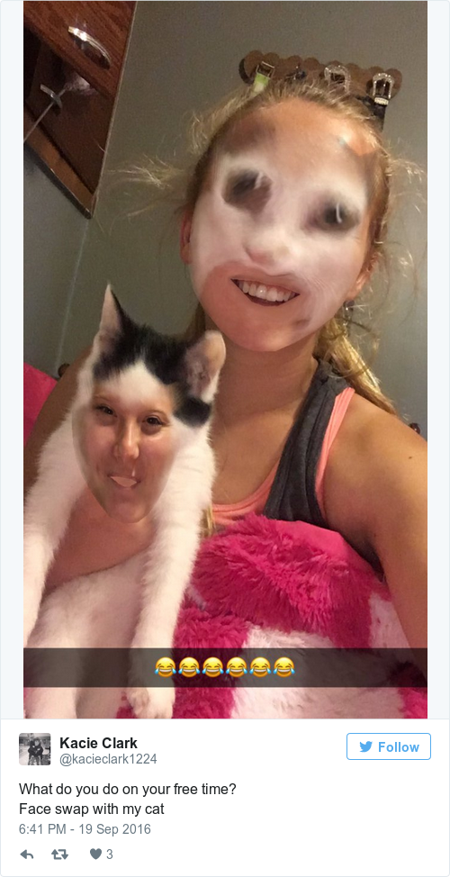 17 things that only make sense to cat people the daily edge