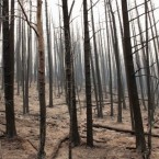 A hillside of trees scorched by the Wallow Fire is seen during a tour of the burned area south of Alpine, Arizona, 10 June, 2011. (AP Photo/Susan Montoya Bryan)