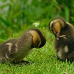 Ducklings