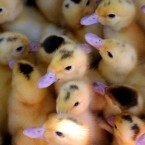 Ducklings