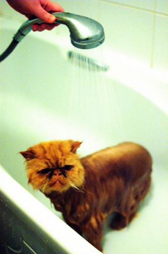 shower1