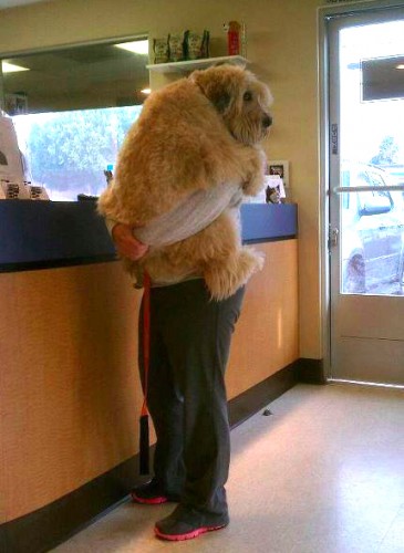 scared-dog-vet