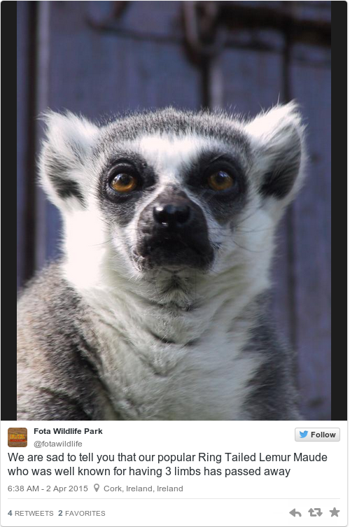 Tweet by @Fota Wildlife Park